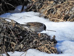 Sivspurv (Emberiza schoeniclus)