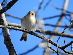 Gransanger (Phylloscopus collybita)