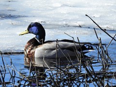 Stokkand (Anas platyrhynchos)