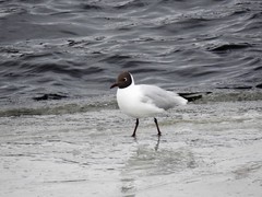 Hettemåke (Chroicocephalus ridibundus)