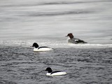 Laksand (Mergus merganser)