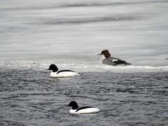 Laksand (Mergus merganser)