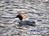 Laksand (Mergus merganser)