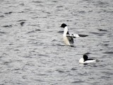 Laksand (Mergus merganser)