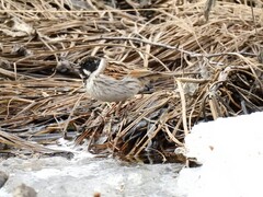 Sivspurv (Emberiza schoeniclus)