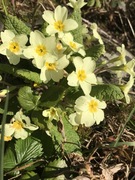 Kusymre (Primula vulgaris)