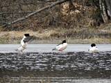 Laksand (Mergus merganser)