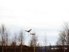 Kanadagås (Branta canadensis)