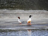 Laksand (Mergus merganser)