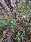 Tyttebær (Vaccinium vitis-idaea)