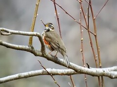 Rødvingetrost (Turdus iliacus)