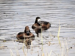 Toppand (Aythya fuligula)