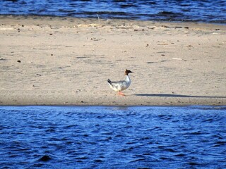 Laksand (Mergus merganser)