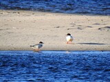 Laksand (Mergus merganser)