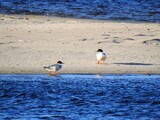 Laksand (Mergus merganser)