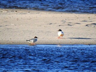 Laksand (Mergus merganser)