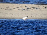 Laksand (Mergus merganser)