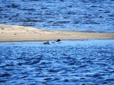 Laksand (Mergus merganser)