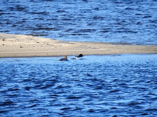 Laksand (Mergus merganser)