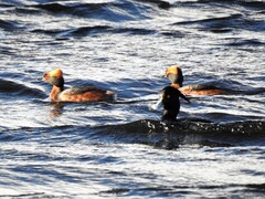 Horndykker (Podiceps auritus)