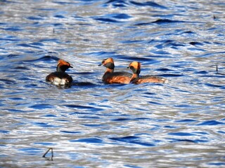 Horndykker (Podiceps auritus)