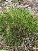 Bjørneskjegg (Trichophorum cespitosum)