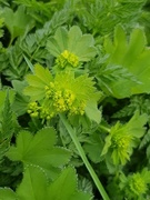 Marikåpeslekta (Alchemilla)