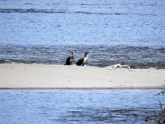 Storskarv (Phalacrocorax carbo)