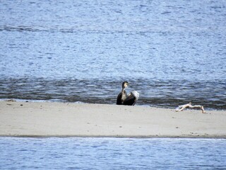 Storskarv (Phalacrocorax carbo)