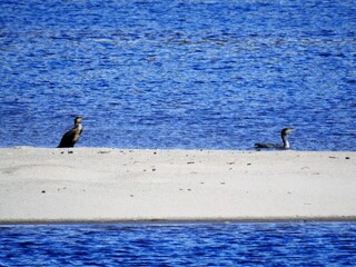 Storskarv (Phalacrocorax carbo)