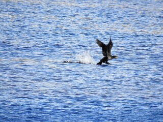 Storskarv (Phalacrocorax carbo)