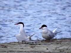 Makrellterne (Sterna hirundo)