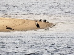 Storskarv (Phalacrocorax carbo)