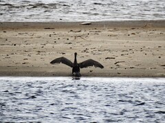 Storskarv (Phalacrocorax carbo)