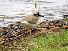 Dverglo (Charadrius dubius)