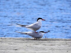 Makrellterne (Sterna hirundo)