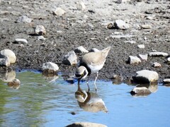 Dverglo (Charadrius dubius)