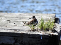 Myrsnipe (Calidris alpina)