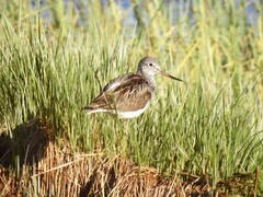 Gluttsnipe (Tringa nebularia)