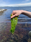 Havsalat (Ulva lactuca)