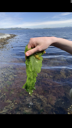 Havsalat (Ulva lactuca)