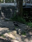 Kråke (Corvus cornix)