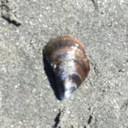 Blåskjell (Mytilus edulis)