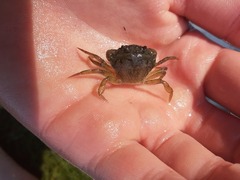 Strandkrabbe (Carcinus maenas)