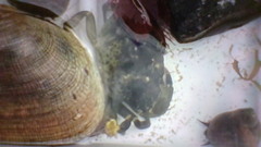 Strandkrabbe (Carcinus maenas)