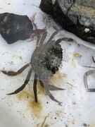 Strandkrabbe (Carcinus maenas)