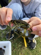 Strandkrabbe (Carcinus maenas)