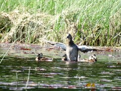 Stokkand (Anas platyrhynchos)