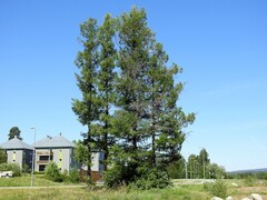 Europalerk (Larix decidua)