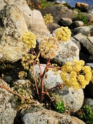 Sanktpeterskjerm (Crithmum maritimum)